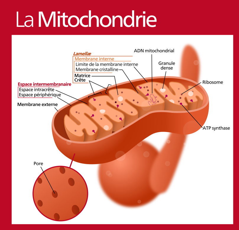 Schéma d'une mitochondrie, par Hawk-Eye, Traduction de WP:LCB, diagramme original de by Kelvinsong / Wikimedia Commons